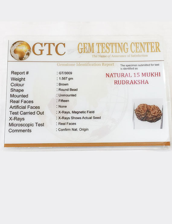15 Mukhi Indonesian Rudraksha Size- 17.50 mm